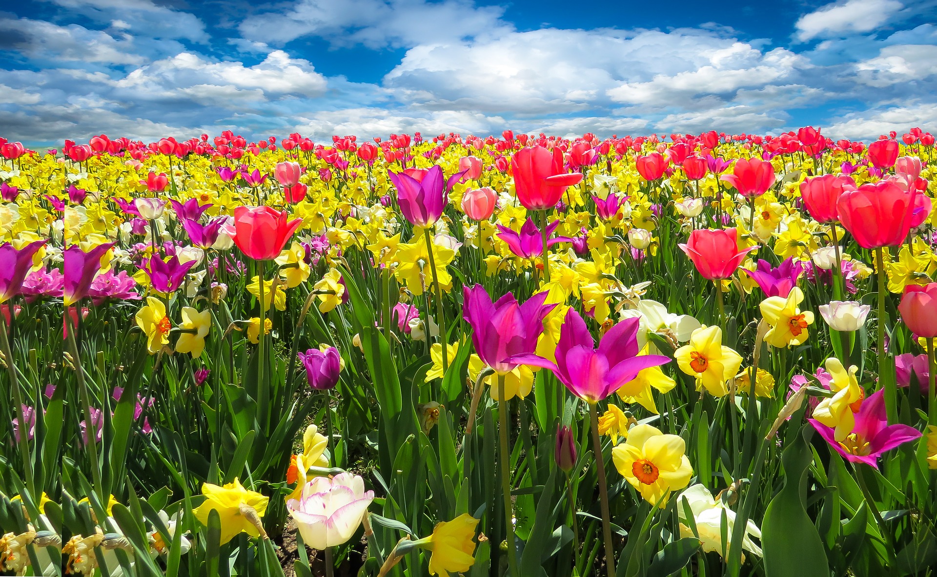 fleur pour femme ukrainienne