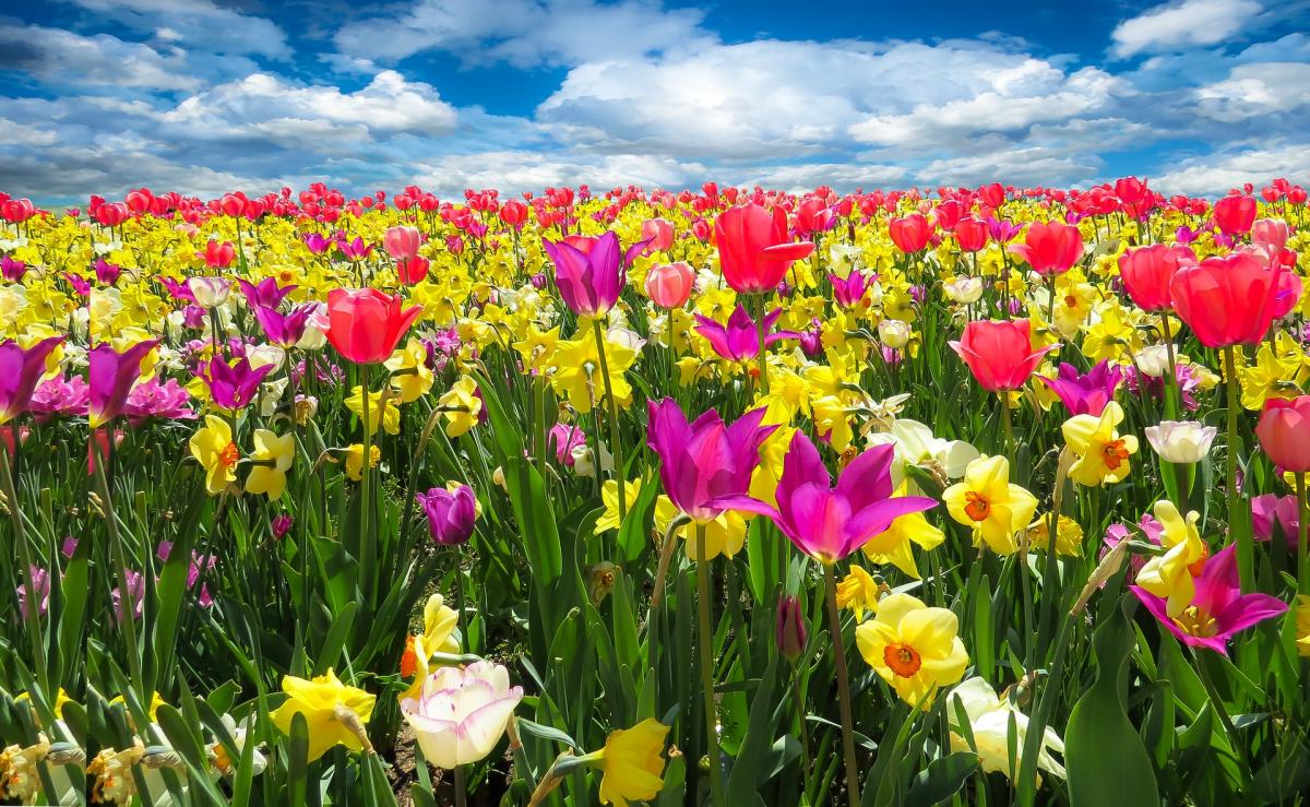 envoi de fleurs a une femme russe a minsk